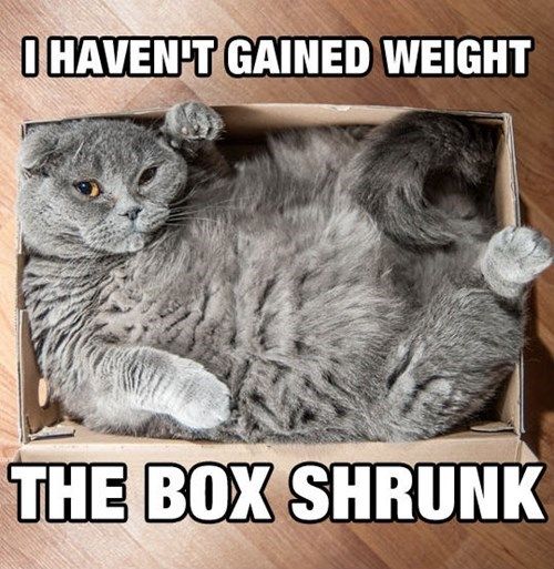 fat-cat-box-shrunk-2asx6hc